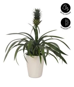 Ananaspflanze - Ananas Comosus, In Keramik 7 Ananaspflanze - Ananas Comosus, In Keramik -Outdoor Living Verkauf 8627978 WE FS 002 AnanaspflanzeInKeramik