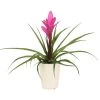 Tillandsie - Tillandsia Cyanea 'Antonio', In Keramik -Outdoor Living Verkauf 8628000 WE FS 005 TillandsieInKeramikWeiss