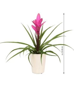 Tillandsie - Tillandsia Cyanea 'Antonio', In Keramik 8 Tillandsie - Tillandsia Cyanea 'Antonio', In Keramik -Outdoor Living Verkauf 8628000 WE IG 001 TillandsieInKeramikWeiss