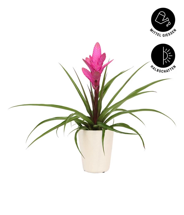 Tillandsie - Tillandsia Cyanea 'Antonio', In Keramik 4 Tillandsie - Tillandsia Cyanea 'Antonio', In Keramik – Bild 2