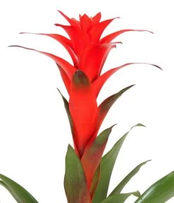 Guzmanie - Guzmania Calypso, In Keramik -Outdoor Living Verkauf 8628018 WE DE 001 GuzmaniaCalypsoInKeramik
