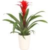 Guzmanie - Guzmania Calypso, In Keramik -Outdoor Living Verkauf 8628018 WE FS 001 GuzmaniaCalypsoInKeramikT13