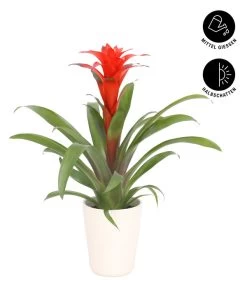 Guzmanie - Guzmania Calypso, In Keramik -Outdoor Living Verkauf 8628018 WE FS 002 GuzmaniaCalypsoInKeramikT13