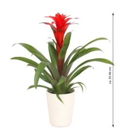 Guzmanie - Guzmania Calypso, In Keramik -Outdoor Living Verkauf 8628018 WE FS 003 GuzmaniaCalypsoInKeramik