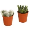 Mini Feigenkaktus - Opuntia, Verschiedene Sorten -Outdoor Living Verkauf 8634719 PR FS 001 OpuntiaSondersortenMixT5 5DehnerExpressHerzig