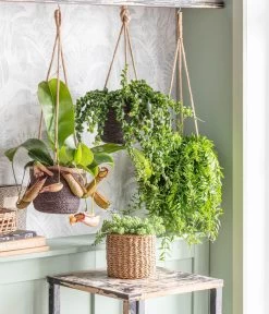 Schamblume - Aeschynanthus Japhrolepis, Ampel -Outdoor Living Verkauf 8635377 WE MO 001 AeschynanthusJaprolepisT14SkurileAmpeln