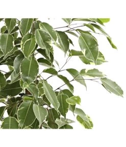 Birkenfeige - Ficus Benjamina 'Golden King' -Outdoor Living Verkauf 8648073 WE DE 001 FicusGoldenKingT17DehnerExpressHerzig