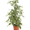 Birkenfeige - Ficus Benjamina 'Golden King' -Outdoor Living Verkauf 8648073 WE FS 001 FicusGoldenKingT17DehnerExpressHerzig