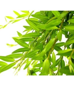 Schamblume - Aeschynanthus Japhrolepis, Ampel -Outdoor Living Verkauf 8651101 PR DE 001 AeschynanthusJaphrolepisSinnblumeSchamblumeT15DehnerExpressHerzig