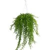 Schamblume - Aeschynanthus Japhrolepis, Ampel -Outdoor Living Verkauf 8651101 PR FS 001 AeschynanthusJaphrolepisSinnblumeSchamblumeT15DehnerExpressHerzig