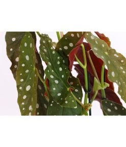 Polka-Dot Begonie - Begonia Maculata -Outdoor Living Verkauf 8651291 PR DE 001 BegonieMaculataT12DehnerExpressHerzig