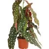 Polka-Dot Begonie - Begonia Maculata -Outdoor Living Verkauf 8651291 PR FS 001 BegonieMaculataT12DehnerExpressHerzig