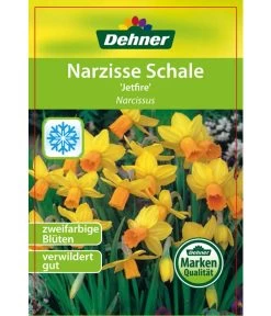 Narzisse 'Jetfire', Schale -Outdoor Living Verkauf 8662363 Narcissus Jetfire Schale 2016 1