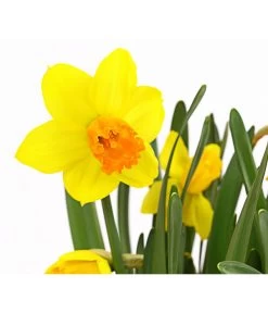 Narzisse 'Jetfire', Schale -Outdoor Living Verkauf 8662363 PR DE 001 NarzissenNarcissusJetFireSchaleT16DehnerExpressHerzig