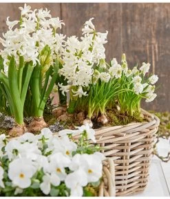 Hyazinthe, 3 Zwiebeln 7 Hyazinthe, 3 Zwiebeln -Outdoor Living Verkauf 8662686 8247520 8662009 8662041 PR MO 001 Allerheiligen0173