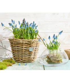 Traubenhyazinthe, Blau -Outdoor Living Verkauf 8662702 PR MO 001 Allerheiligen0221