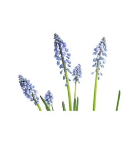 Traubenhyazinthe, Blau -Outdoor Living Verkauf 8662702 WE DE 001 MuscariArmeniacumBlauTraubenhyazintheT9cm