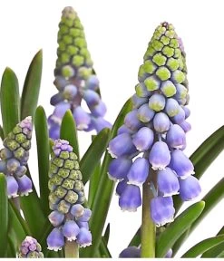 Traubenhyazinthe, Blau -Outdoor Living Verkauf 8662702 WE DE 002 TraubenhyazintheMuscariArmeniacumT9DehnerExpressHerzig