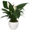 Einblatt - Spathiphyllum Wallisii, In Keramik -Outdoor Living Verkauf 8666182 PR FS 001 SpathiphyllumInKeramikT21