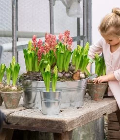 Hyazinthe, 3 Zwiebeln 8 Hyazinthe, 3 Zwiebeln -Outdoor Living Verkauf 8668121 WE MO 001 Hyazinthen