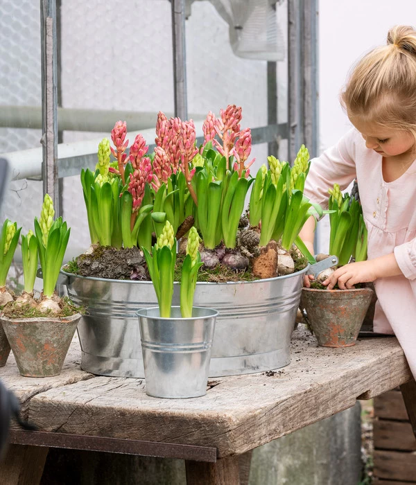 Hyazinthe, 3 Zwiebeln 5 Hyazinthe, 3 Zwiebeln – Bild 3