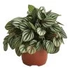 Peperomie - Peperomia Albovittata 'Piccolo Banda' -Outdoor Living Verkauf 8688749 PR FS 001 PeperomiaPiccoloBandaT12DehnerExpressHerzig