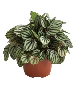 Peperomie - Peperomia Albovittata 'Piccolo Banda'