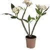 Frangipani - Plumeria Alba -Outdoor Living Verkauf 8691180 WE FS 001 PlumeriaT18MixOstroFrangipani