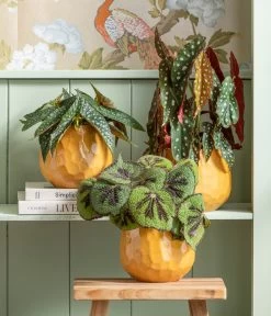 Polka-Dot Begonie - Begonia Maculata -Outdoor Living Verkauf 8698805 8651291 WE MO 001 Begonia