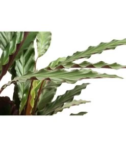 Korbmarante - Calathea 'Wavestar' -Outdoor Living Verkauf 8717357 PR DE 001 CalatheaWavestarT19DehnerExpressHerzig