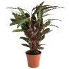 Korbmarante - Calathea 'Wavestar' -Outdoor Living Verkauf 8717357 PR FS 001 CalatheaWavestarT19DehnerExpressHerzig