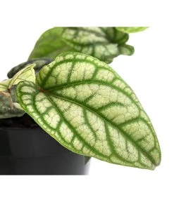 Schmuckpfeffer - Piper Sylvaticum -Outdoor Living Verkauf 8721110 WE DE 001 PiperSylvaticumT15