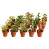 Mini Sukkulenten, Verschiedene Sorten -Outdoor Living Verkauf 8722514 PR FS 001 MiniSukkulentenMixInTerracottaT3 5DehnerExpressZS
