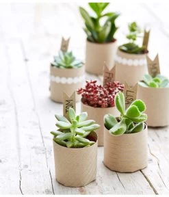 Mini Sukkulenten, Verschiedene Sorten -Outdoor Living Verkauf 8722514 PR MO 002 Sukkulenten