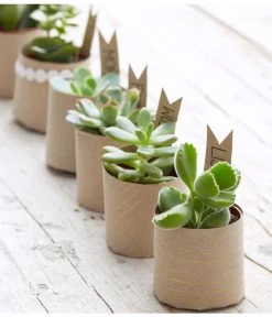 Mini Sukkulenten, Verschiedene Sorten -Outdoor Living Verkauf 8722514 PR MO 006 Sukkulenten