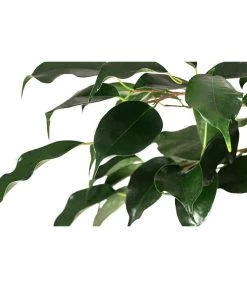 Birkenfeige - Ficus Benjamina 'Danielle' -Outdoor Living Verkauf 8729386 WE DE 001 FicusDanielleDoppelspiraleT26