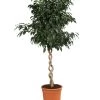 Birkenfeige - Ficus Benjamina 'Danielle' -Outdoor Living Verkauf 8729386 WE FS 001 FicusDanielleDoppelspiraleT26