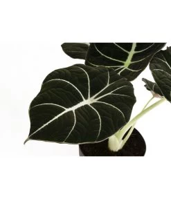 Pfeilblatt - Alocasia Reginula 'Black Velvet' -Outdoor Living Verkauf 8730863 WE DE 001 AlocasiaBlackVelvetT12