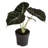Pfeilblatt - Alocasia Reginula 'Black Velvet' -Outdoor Living Verkauf 8730863 WE FS 001 AlocasiaBlackVelvetT12