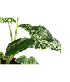 Purpurtute - Syngonium Podophyllum 'Mottled' -Outdoor Living Verkauf 8731432 WE DE 001 PurpurtuteSyngoniumMottledT12