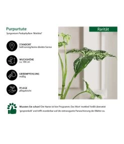 Purpurtute - Syngonium Podophyllum 'Mottled' -Outdoor Living Verkauf 8731432 WE IG 001 PurpurtuteSyngoniumMottled
