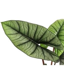 Pfeilblatt - Alocasia 'Platinum' -Outdoor Living Verkauf 8731598 WE DE 001 Alocasia Platinum T14