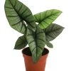 Pfeilblatt - Alocasia 'Platinum' -Outdoor Living Verkauf 8731598 WE FS 001 Alocasia Platinum T14