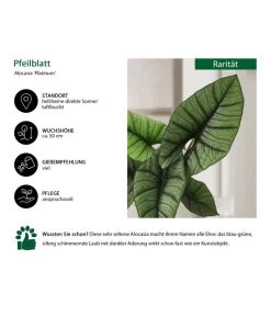 Pfeilblatt - Alocasia 'Platinum' -Outdoor Living Verkauf 8731598 WE IG 001 AlocasiaPlatinum