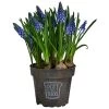 Traubenhyazinthe Im Pottburri®-Topf -Outdoor Living Verkauf 8732711 WE FS 001 MuscariBlauPottburriTraubenhyazintheT12cm