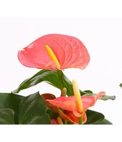 Große Flamingoblume - Anthurium Andreanum 'Adios', Verschiedene Sorten -Outdoor Living Verkauf 8736266 WE DE 001 AnthurieAnthuriumAdios5FarbmixT17DehnerExpressHerzig