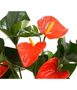 Große Flamingoblume - Anthurium Andreanum 'Adios', Verschiedene Sorten -Outdoor Living Verkauf 8736266 WE DE 002 AnthurieAnthuriumAdios5FarbmixT17DehnerExpressHerzig