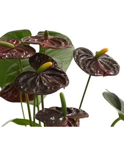 Große Flamingoblume - Anthurium Andreanum 'Adios', Verschiedene Sorten -Outdoor Living Verkauf 8736266 WE DE 003 AnthurieAnthuriumAdios5FarbmixT17DehnerExpressHerzig