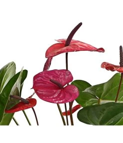 Große Flamingoblume - Anthurium Andreanum 'Adios', Verschiedene Sorten -Outdoor Living Verkauf 8736266 WE DE 004 AnthurieAnthuriumAdios5FarbmixT17DehnerExpressHerzig