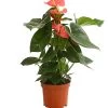 Große Flamingoblume - Anthurium Andreanum 'Adios', Verschiedene Sorten -Outdoor Living Verkauf 8736266 WE FS 001 AnthurieAnthuriumAdios5FarbmixT17DehnerExpressHerzig
